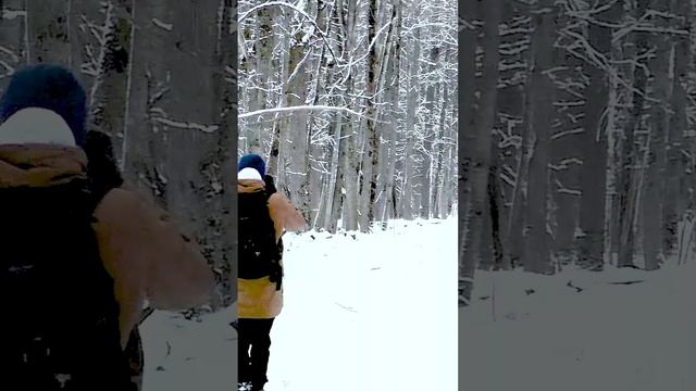 Лесные обитатели