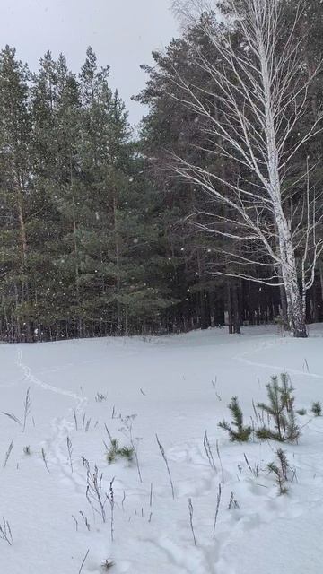VID_20250119_142842.mp4