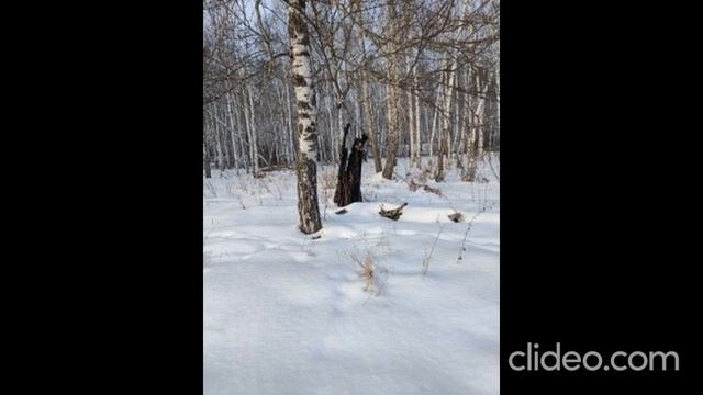 Красоты зимнего леса