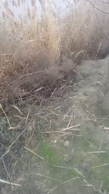 пришёл я на рыбалку и тут увидел