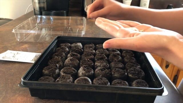 Starting Tomato Seedlings from Yonder Hill Farm