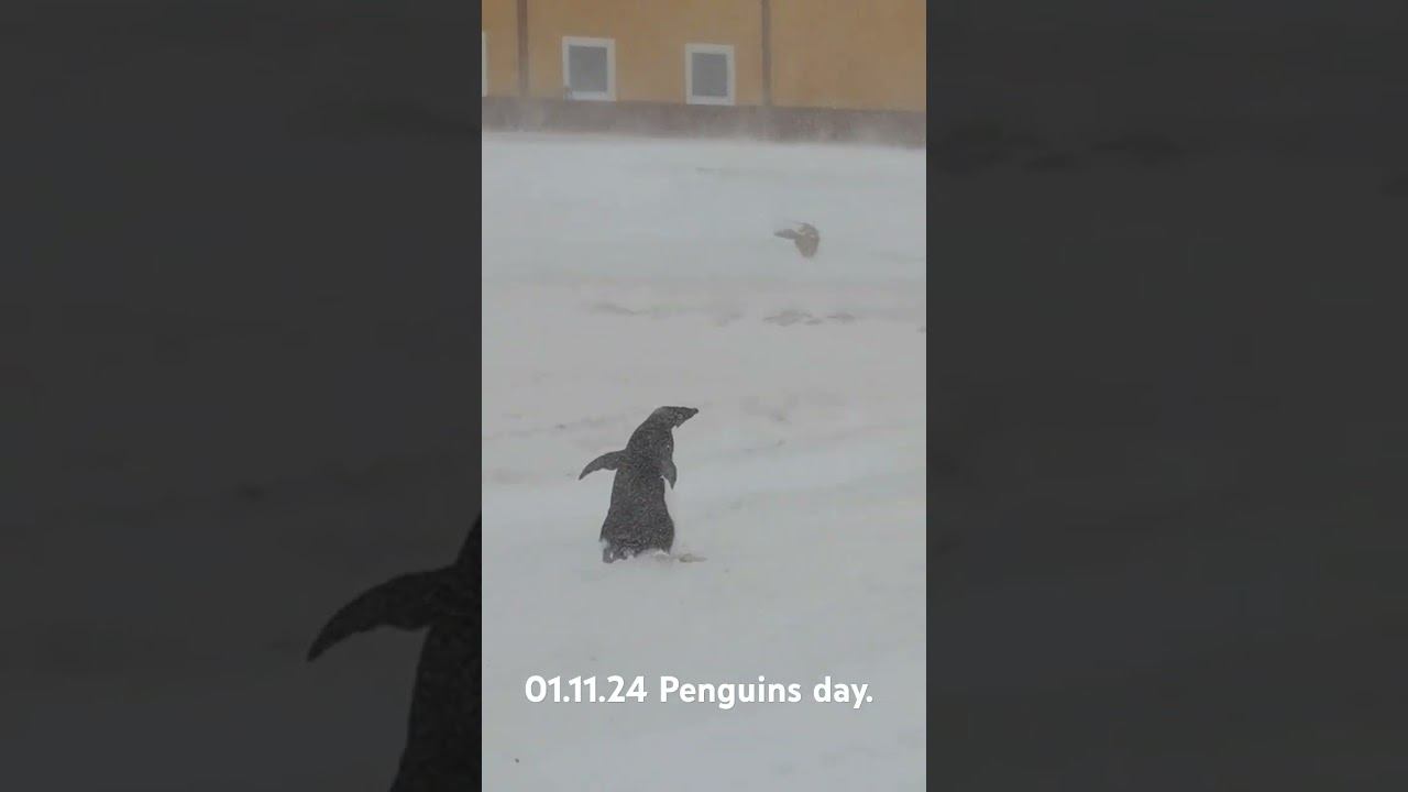Антарктида. Ст. Прогресс. 01.11.24. Пингвинов день. #antartic #антарктида #animals #penguin #peace