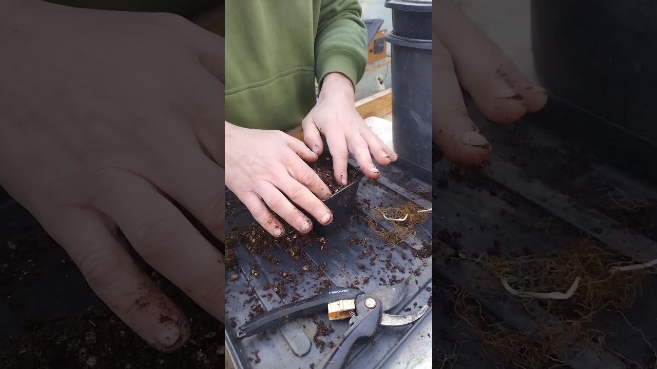 Начало сезона саженцев