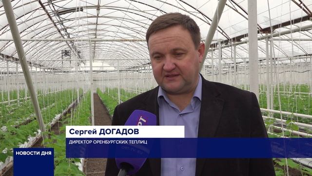 В ОРЕНБУРГСКИХ ТЕПЛИЦАХ ЦВЕТУТ ЦВЕТЫ И РАСТУТ ОГУРЦЫ