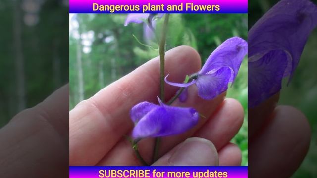 TOXIC PLANTS AND FLOWERS | AMAZING FACTS. #shorts