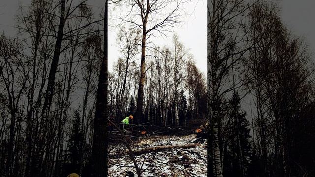 Расчистка участка. НАПРАВЛЯЕМ