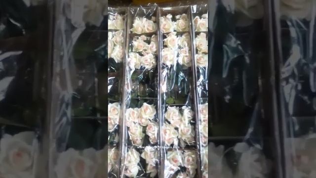 На неделе получили 600 кг, 7м² растений ☘️ 🌸🤍