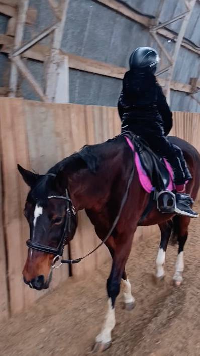 Аврелия и Флейта, шагаем задом наперед #horse #equestrian #лошади #pony