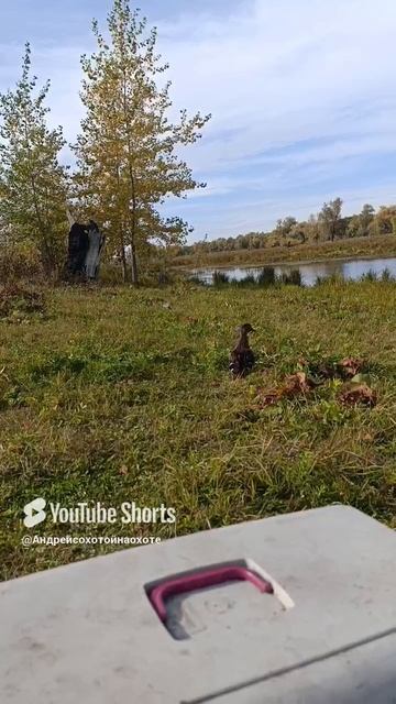 Отличие голоса тульской и Чубарой подсадной