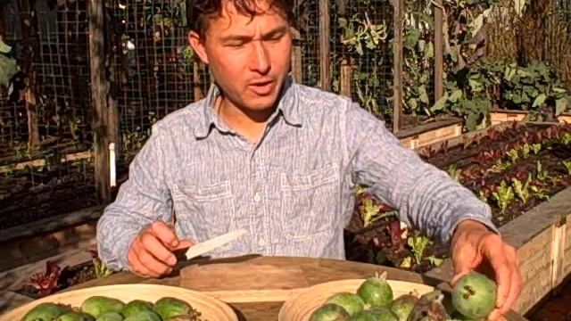 Harvesting Feijoa aka Pineapple Guava and Garden Taste Tests