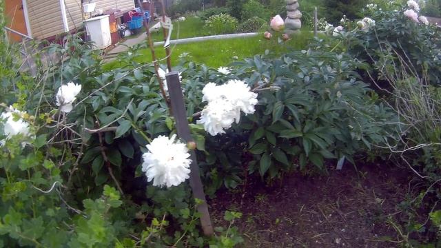 пионы17г
