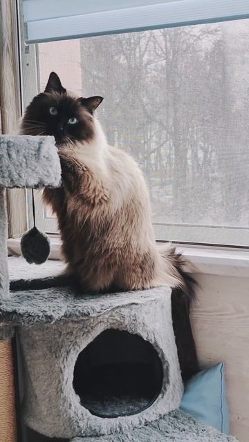 Домовёнок Кузя