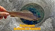 Подледная рыбалка на Хариуса