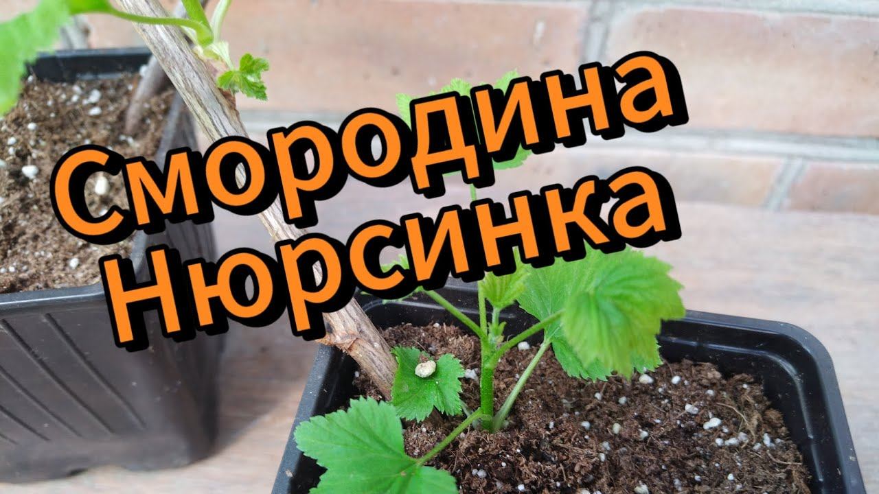 Смородина Нюрсинка