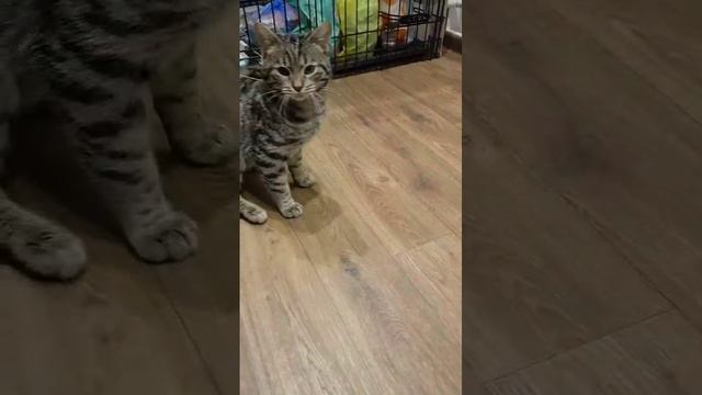 тигран.mp4
