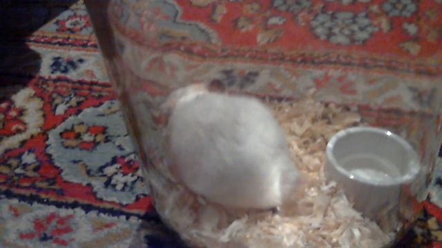 Хомяк. Чем можно и нельзя кормить?