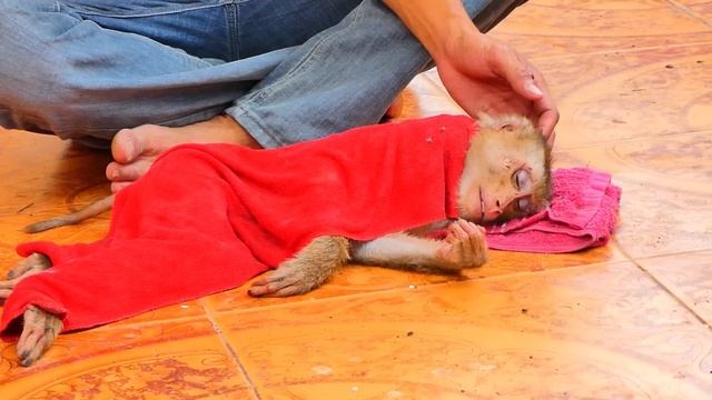 Update: Thanks Good-hearted Guy helping to massage MOKA make her comfortable, warmly, closing her..