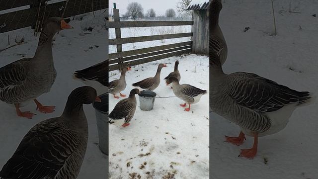 Пока пою гусей🪿хозяюшка Лапа осмотрела гусятник. Все при деле☝