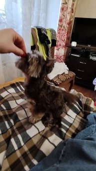 Шоколадный Йорк