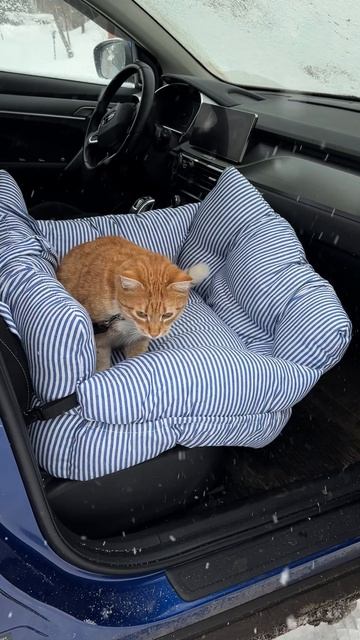 Автокресло для животных