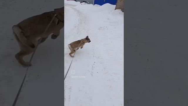 Амур ищет своего человека