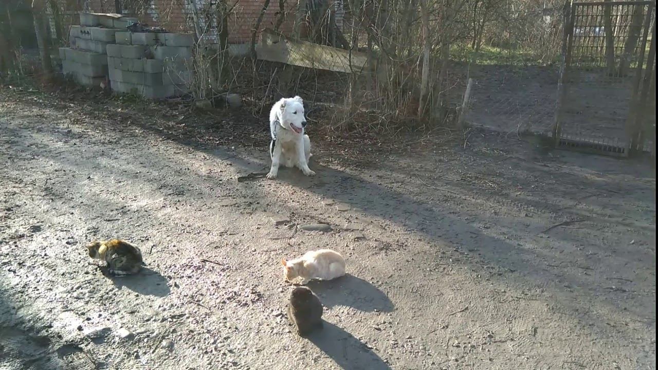 Алабай Джек 6 месяцев железная выдержка с котами!