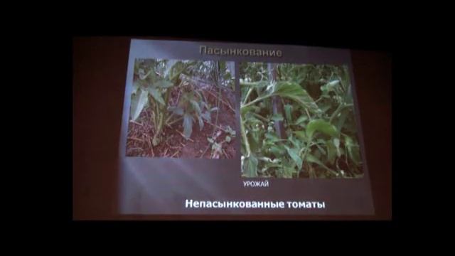 Выращивание томатов