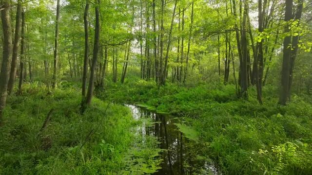 Восстанавливает нервную систему 🌿 Музыка для снятия стресса, Музыка для сна #11