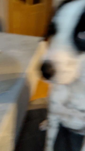 Собака - отнимака 🐶🤣 #shorts