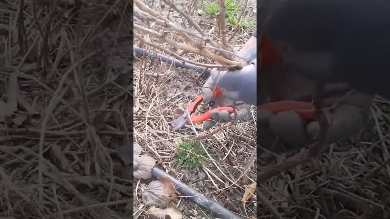 Начали обрезку малины ✂️