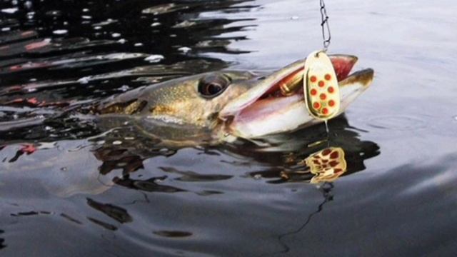 Какую приманку любит щука