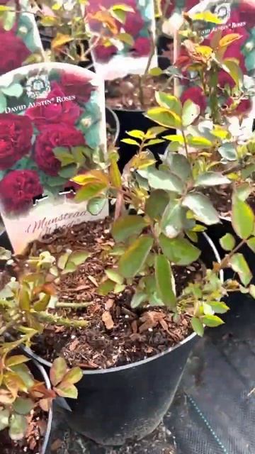 Роза Манстед Вуд от Дэвид Остин. Munstead Wood #лучшиерозы #миррастений