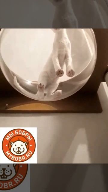Котики они такие котики))) смотрим, любуемся!