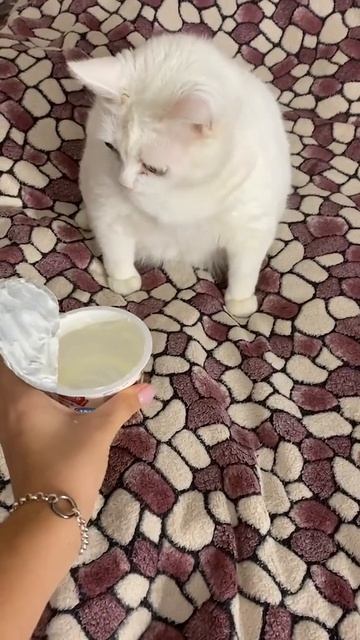 Забавный котик