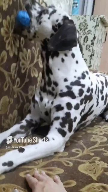 хитрый мальчик)