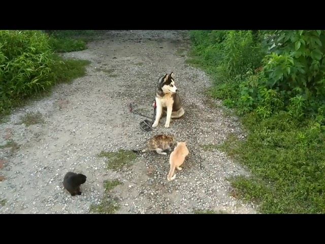 Сибирский хаски 8 месяцев Эльза! Железная выдержка с котами!
