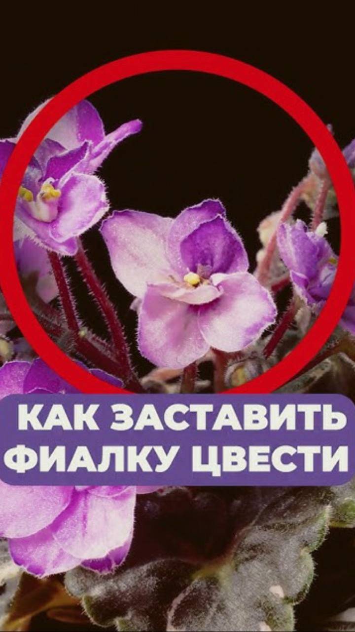 После ЭТОГО ваша фиалка ЗАЦВЕТЕТ! #фиалка #цветение