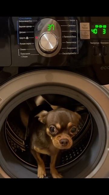 БЕЛКА #ЛучшаяМимикасИИ #покапибаримся #УютныеРецепты