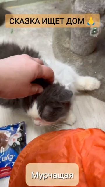 Кошка Сказка из приюта в добрые руки /  Москва