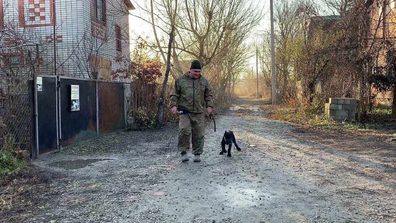 Кане-корсо 3,5 месяцев Сэм! Команда ко мне с котами!