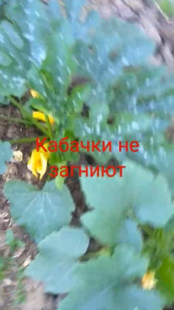 сделай так и кабачки не загниют