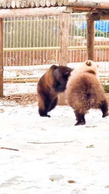 🐻Медведица Любава из «Земли прайда» вышла в вольер и перестала бояться сородичей🐻