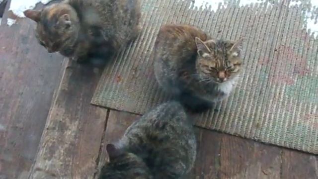 Котята просятся домой