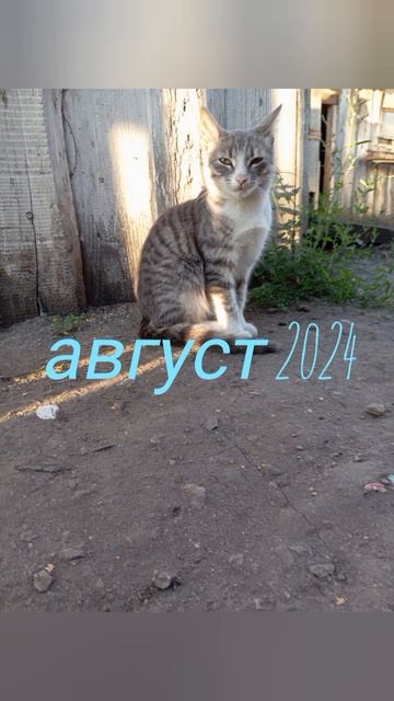 мой 🐱❤️🔥