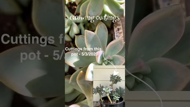 How I multiplied my Graptopetalum Paraguayense (Ghost Plant) from propagation?