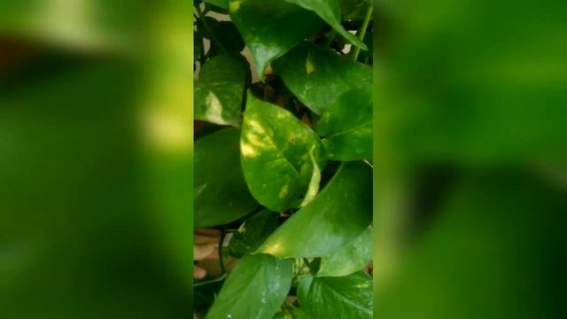 #pothos #money #plants #growing #method #evergreen #perennials #garden #botanical #shorts