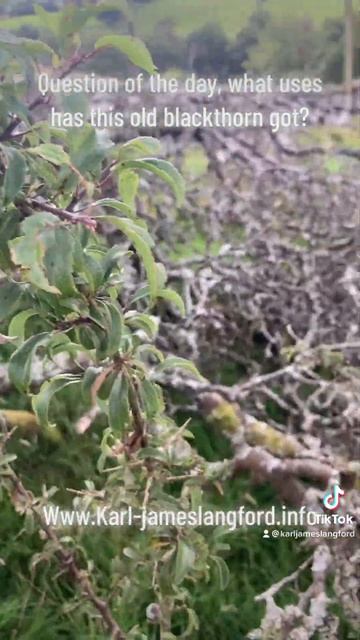 Question of the day, what uses has blackthorn? #blackthorn #question of the day #food
