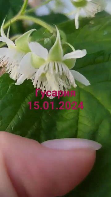 Гусария в теплице 15.01.2024