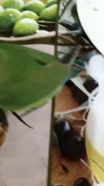 приключения попугая