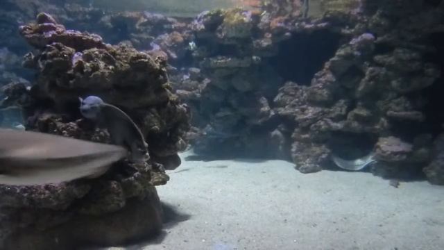 Пальма аквариум акулы